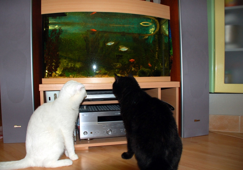Аквариум и коты