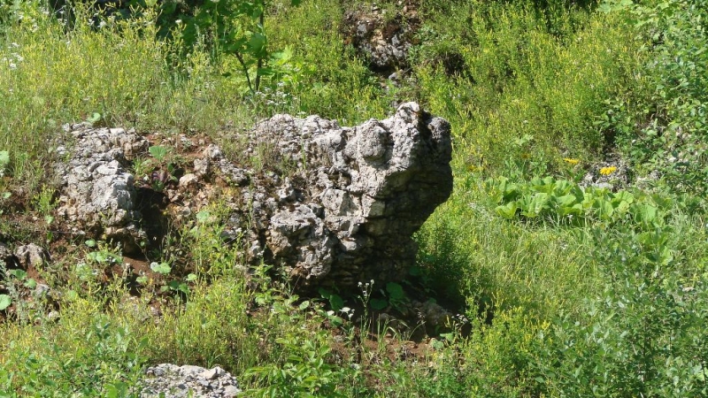 Черепеха Тортила на Водозаборе