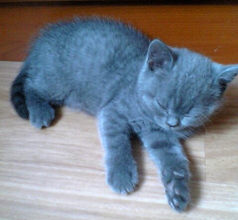 Кошечка