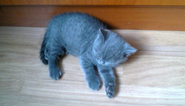 Кошечка