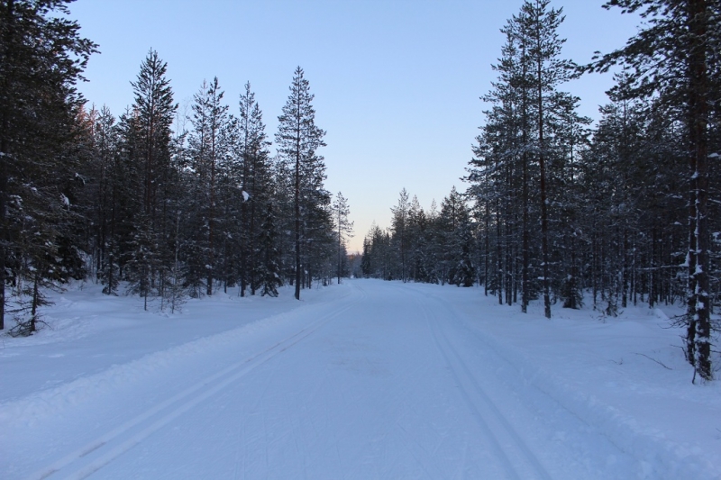 Лыжная трасса в лесу (4)