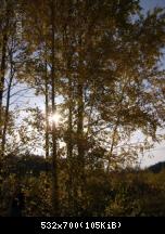 солнце сквозь трепещущую листву осины