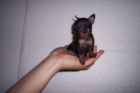 Пупсик в далеком детстве