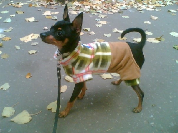 Осень наступила.