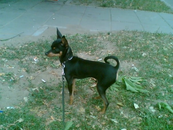 "Голый" король