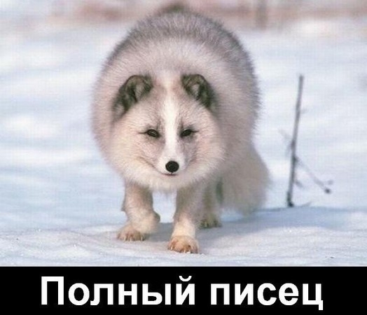 Полный писец