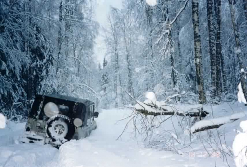 Зимний лес...