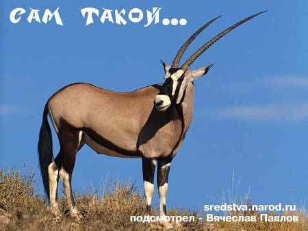 Сам такой