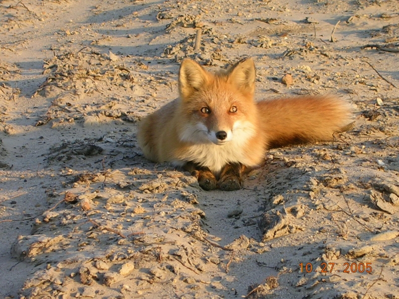 Лис Люськ - 6