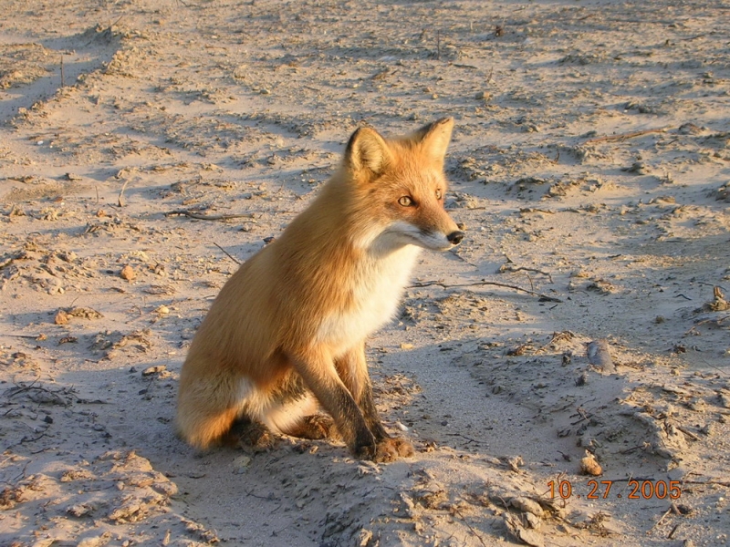 Лис Люськ - 7