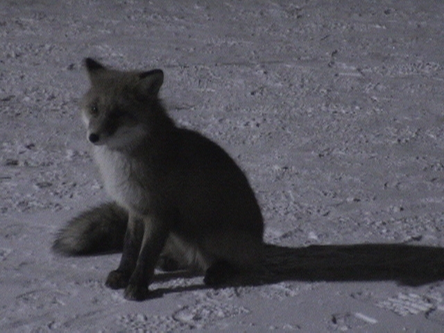 Лис Люськ - 8