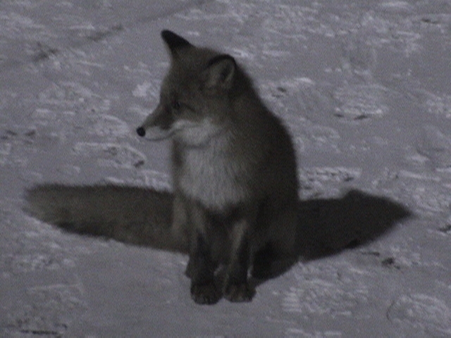 Лис Люськ - 9