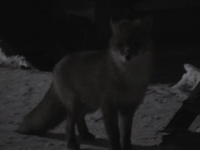 Лис Люськ - 10