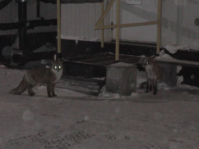 Лис Люськ - 11