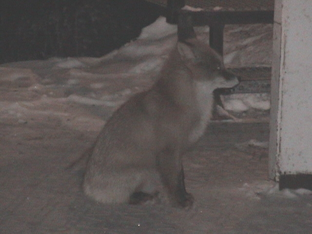 Ждем двуногого друга