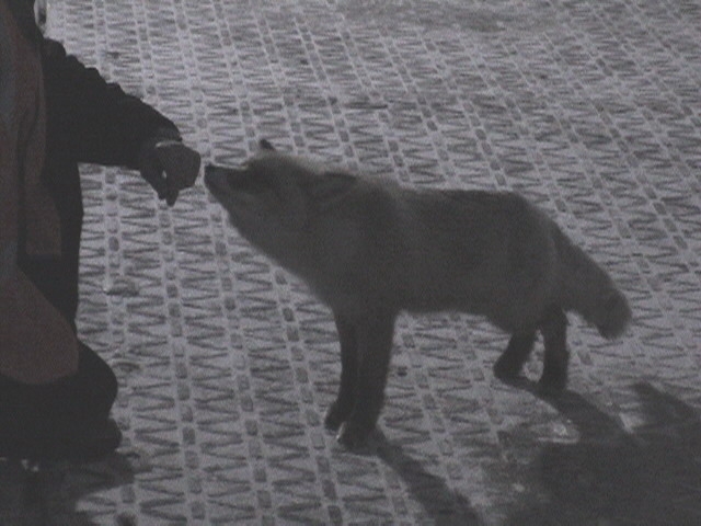 Знакомимся с новым другом - Пойдет!