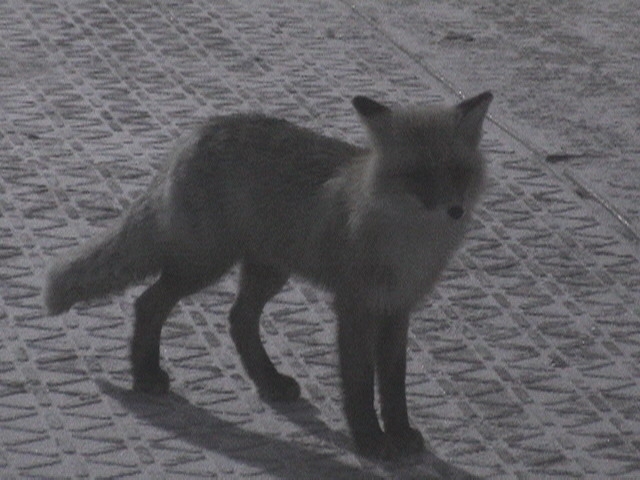 Дадно - прощаю