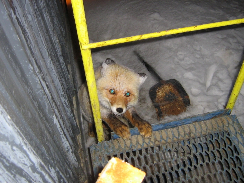 ЗдорОво, дружище!