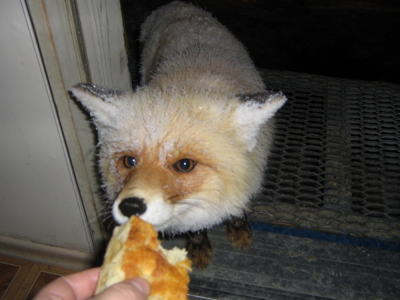 Дай чё-нить пожевать! Есть хочу!