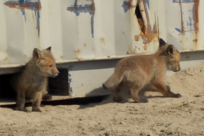 Малыши-смешныши