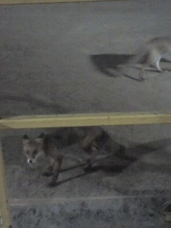 Шнурки подросли - 1