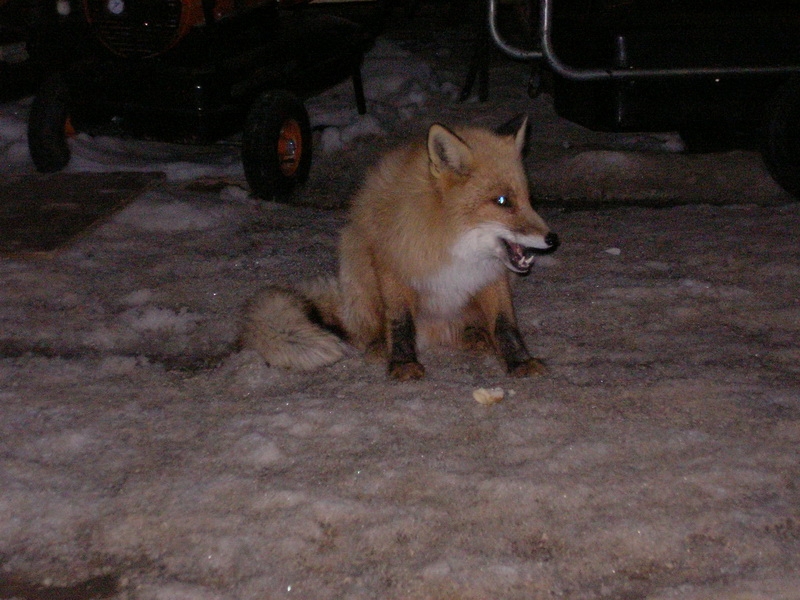 Как рыкну, как укусю