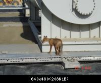 Корнеплод- 1