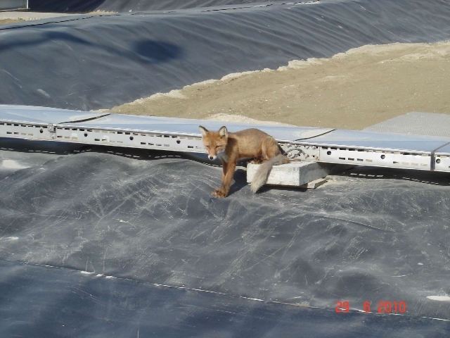 Корнеплод - 2