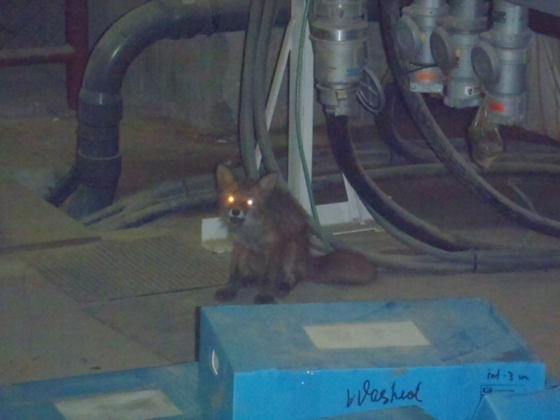 Корнеплод - 3