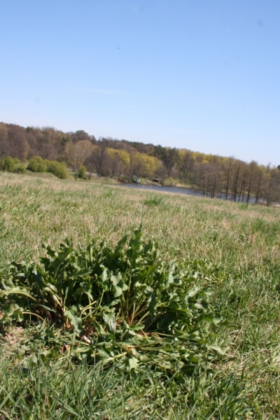 Какой-то куст на фоне поля