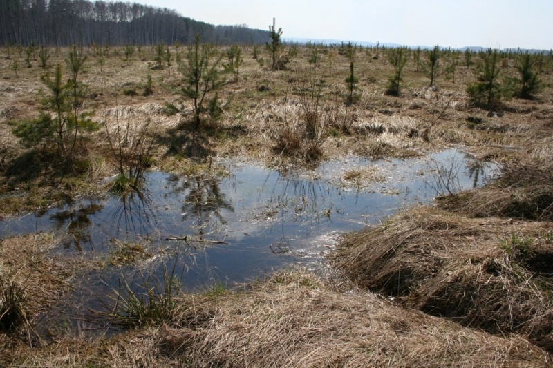 Подмосквье. Апрель. Поле