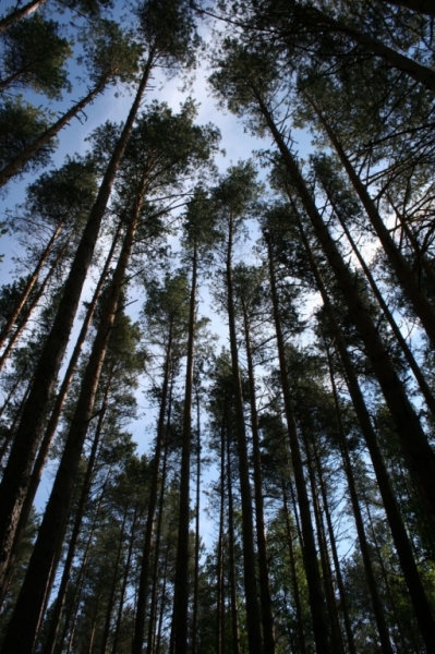 Пено. Сосны