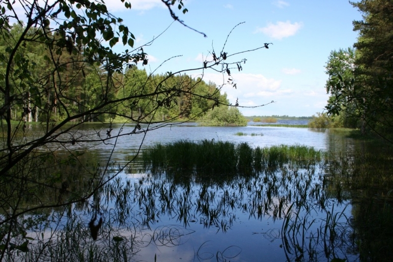 Пено. Заливчик