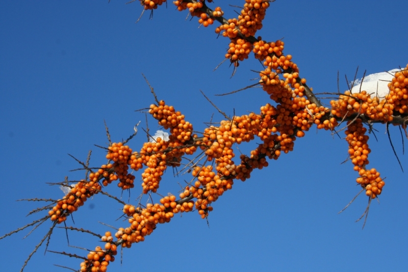 Ягодки зимой