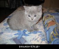 Kittens 45 day_4