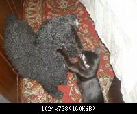 Борьба Кун-фу-кис. Зазват уха двумя лапами