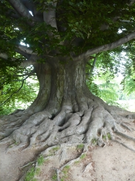 Тарнув, Ланцют